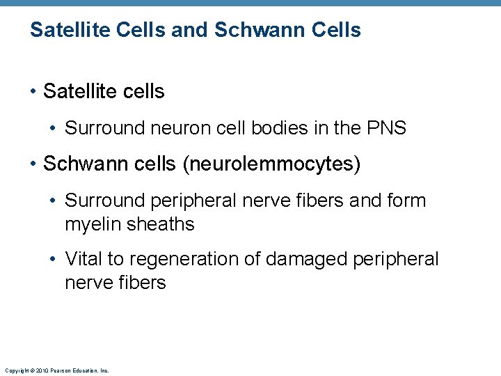 Satellite Cells and Schwann Cells • Satellite cells • Surround neuron cell bodies in