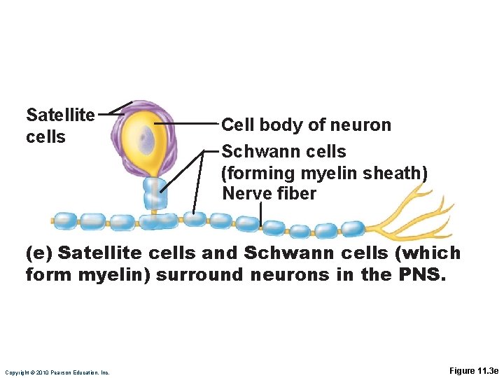 Satellite cells Cell body of neuron Schwann cells (forming myelin sheath) Nerve fiber (e)