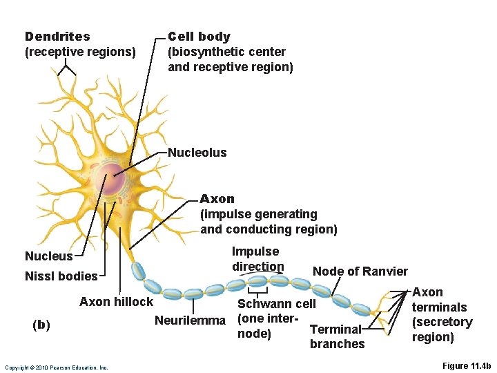 Dendrites (receptive regions) Cell body (biosynthetic center and receptive region) Nucleolus Axon (impulse generating