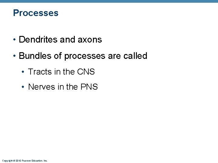 Processes • Dendrites and axons • Bundles of processes are called • Tracts in