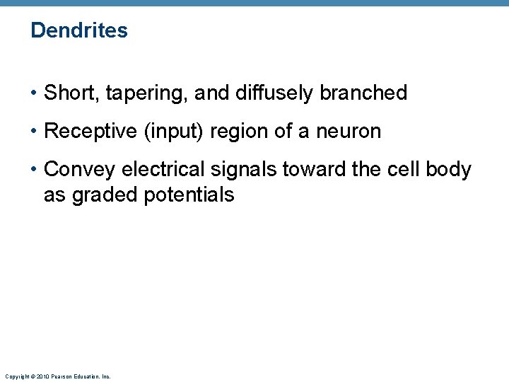 Dendrites • Short, tapering, and diffusely branched • Receptive (input) region of a neuron