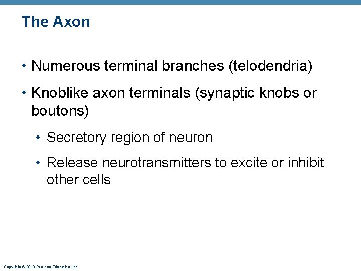 The Axon • Numerous terminal branches (telodendria) • Knoblike axon terminals (synaptic knobs or