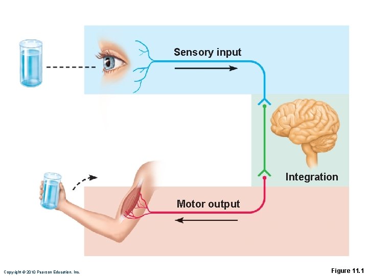 Sensory input Integration Motor output Copyright © 2010 Pearson Education, Inc. Figure 11. 1