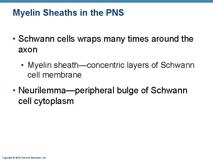 Myelin Sheaths in the PNS • Schwann cells wraps many times around the axon