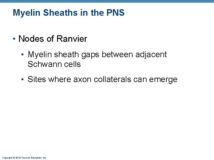 Myelin Sheaths in the PNS • Nodes of Ranvier • Myelin sheath gaps between