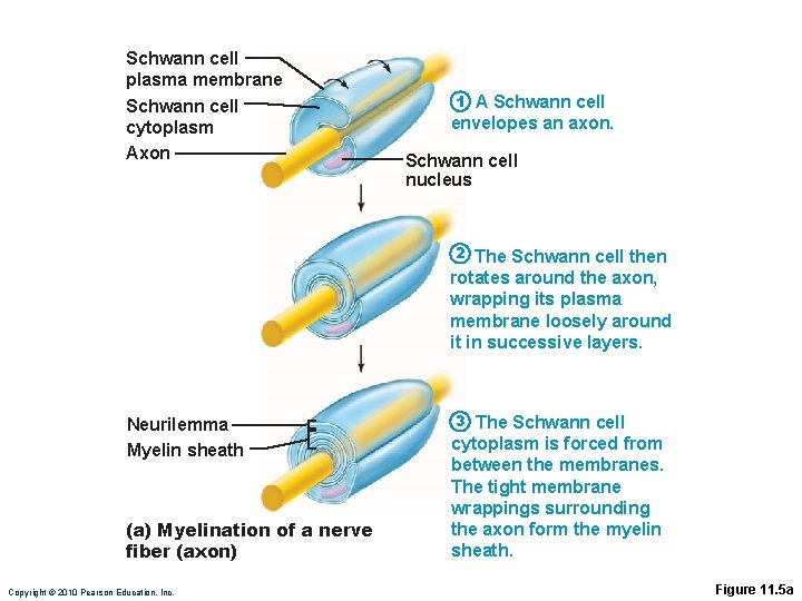 Schwann cell plasma membrane Schwann cell cytoplasm Axon A Schwann cell envelopes an axon.