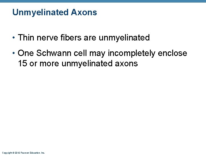 Unmyelinated Axons • Thin nerve fibers are unmyelinated • One Schwann cell may incompletely