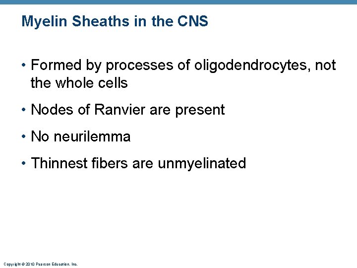 Myelin Sheaths in the CNS • Formed by processes of oligodendrocytes, not the whole