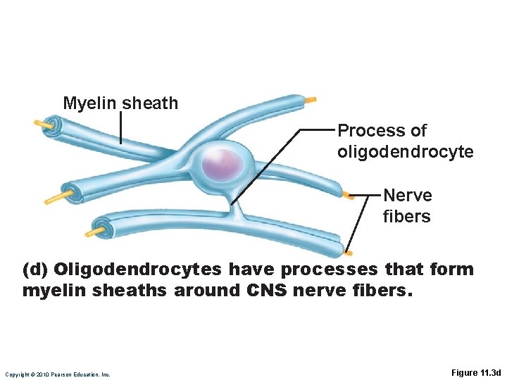 Myelin sheath Process of oligodendrocyte Nerve fibers (d) Oligodendrocytes have processes that form myelin