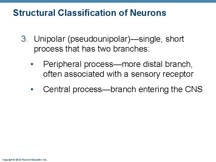 Structural Classification of Neurons 3. Unipolar (pseudounipolar)—single, short process that has two branches: •