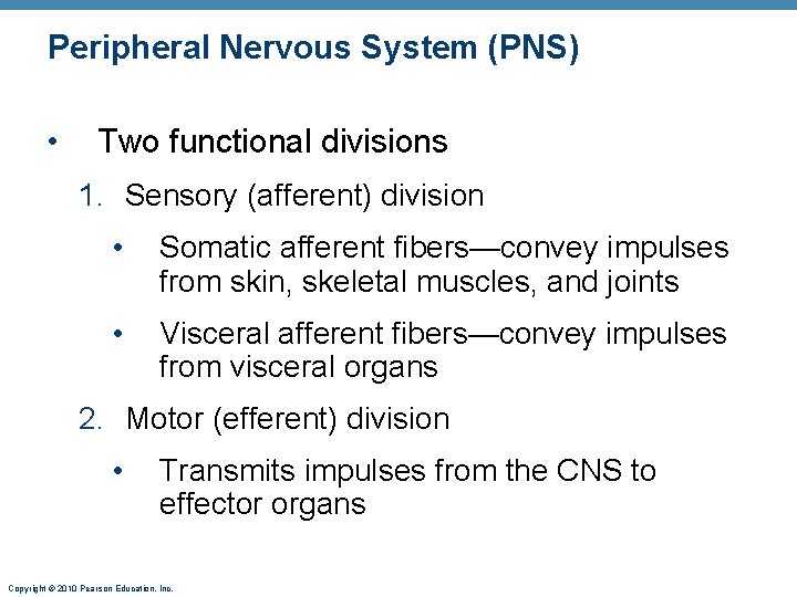 Peripheral Nervous System (PNS) • Two functional divisions 1. Sensory (afferent) division • Somatic