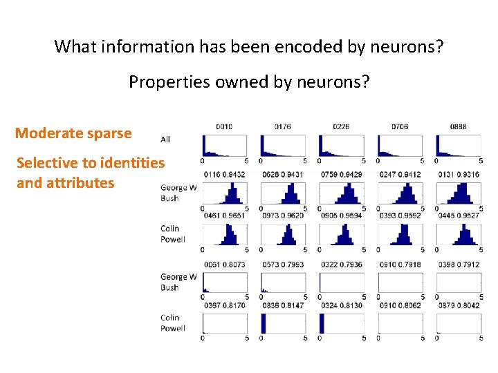 What information has been encoded by neurons? Properties owned by neurons? Moderate sparse Selective