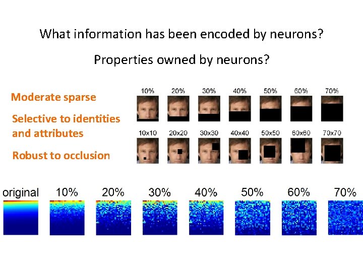 What information has been encoded by neurons? Properties owned by neurons? Moderate sparse Selective