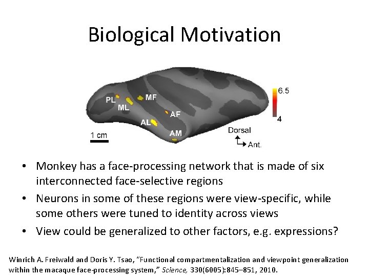 Biological Motivation • Monkey has a face-processing network that is made of six interconnected