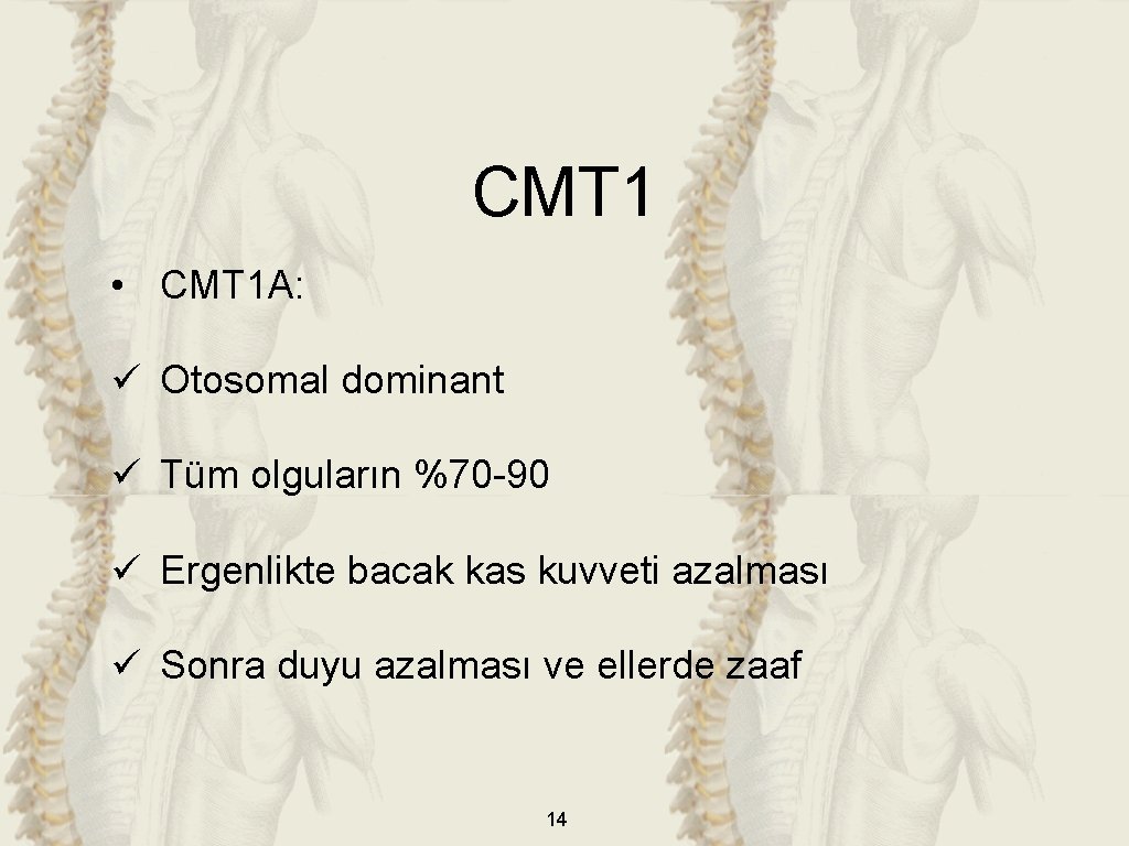 CMT 1 • CMT 1 A: ü Otosomal dominant ü Tüm olguların %70 -90