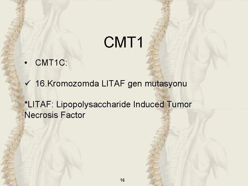 CMT 1 • CMT 1 C: ü 16. Kromozomda LITAF gen mutasyonu *LITAF: Lipopolysaccharide