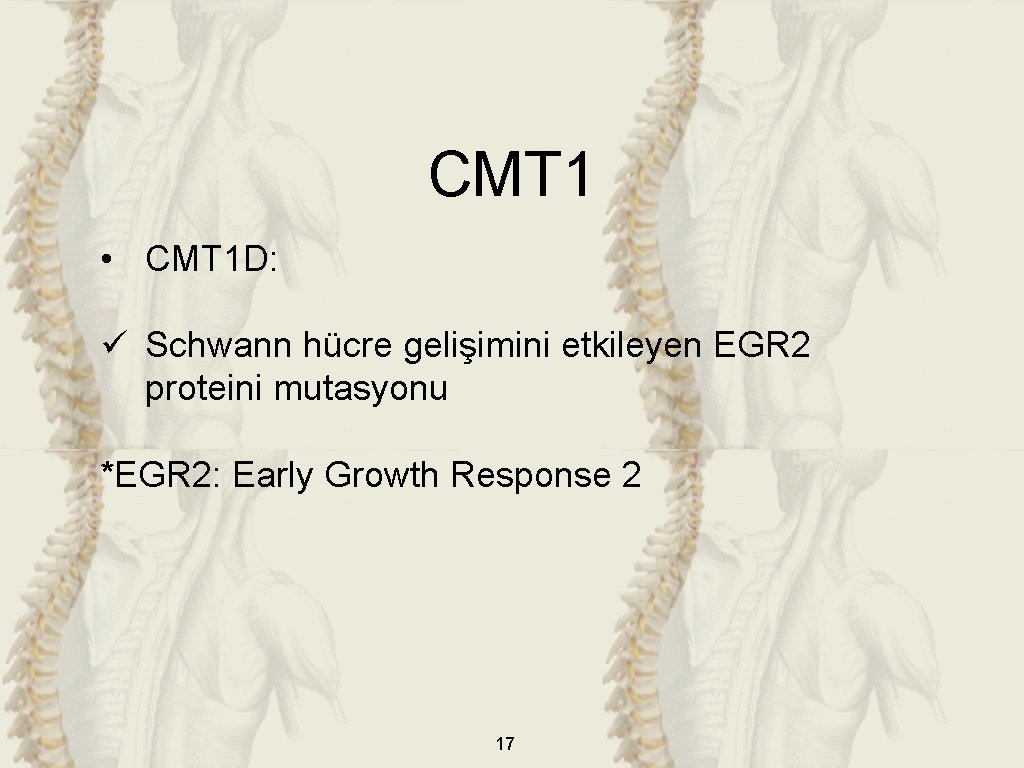 CMT 1 • CMT 1 D: ü Schwann hücre gelişimini etkileyen EGR 2 proteini