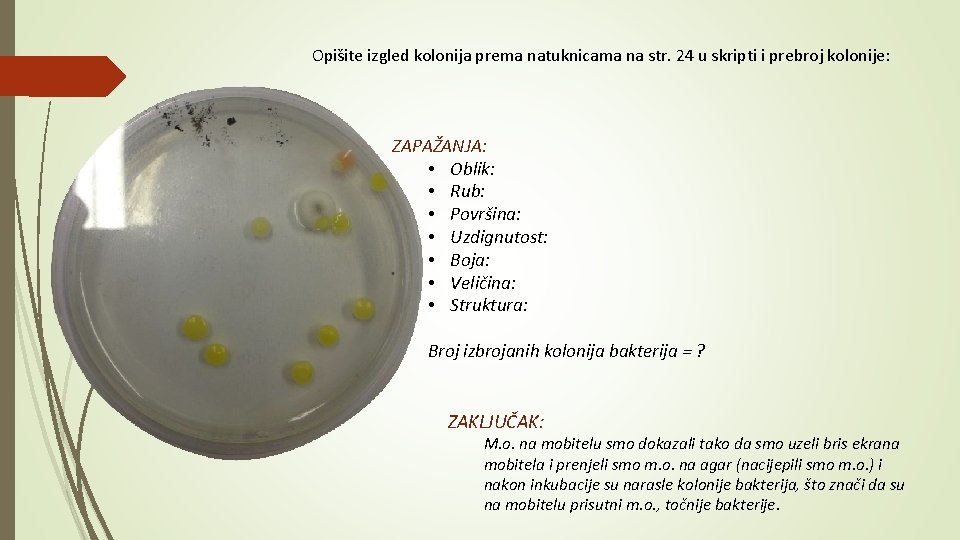 Opišite izgled kolonija prema natuknicama na str. 24 u skripti i prebroj kolonije: ZAPAŽANJA: