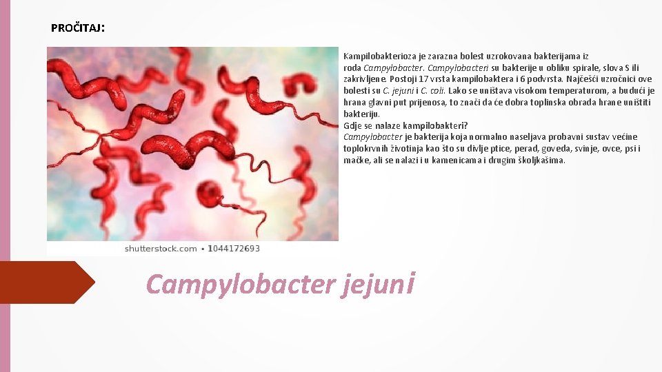 PROČITAJ: Kampilobakterioza je zarazna bolest uzrokovana bakterijama iz roda Campylobacteri su bakterije u obliku