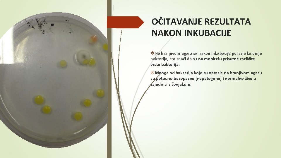 OČITAVANJE REZULTATA NAKON INKUBACIJE Na hranjivom agaru su nakon inkubacije porasle kolonije bakterija, što