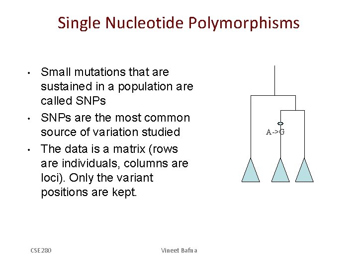 Single Nucleotide Polymorphisms • • • Small mutations that are sustained in a population