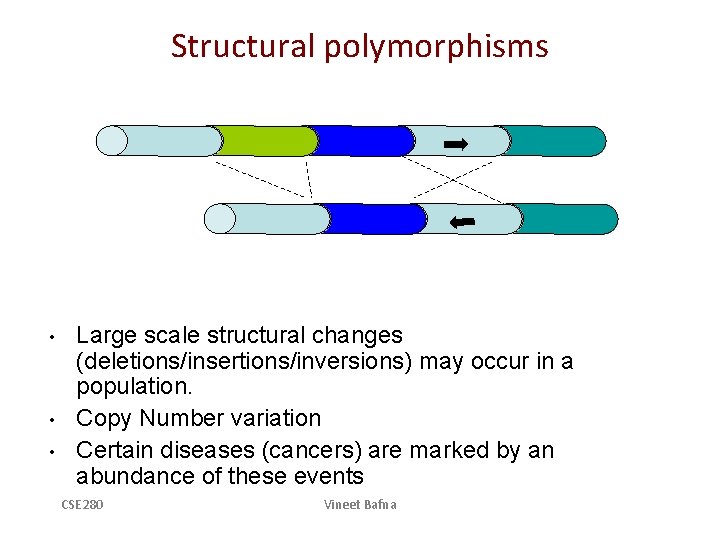 Structural polymorphisms • • • Large scale structural changes (deletions/insertions/inversions) may occur in a