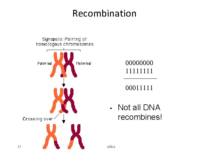 Recombination 0000 1111 00011111 • CSE 280 Vineet Bafna Not all DNA recombines! 