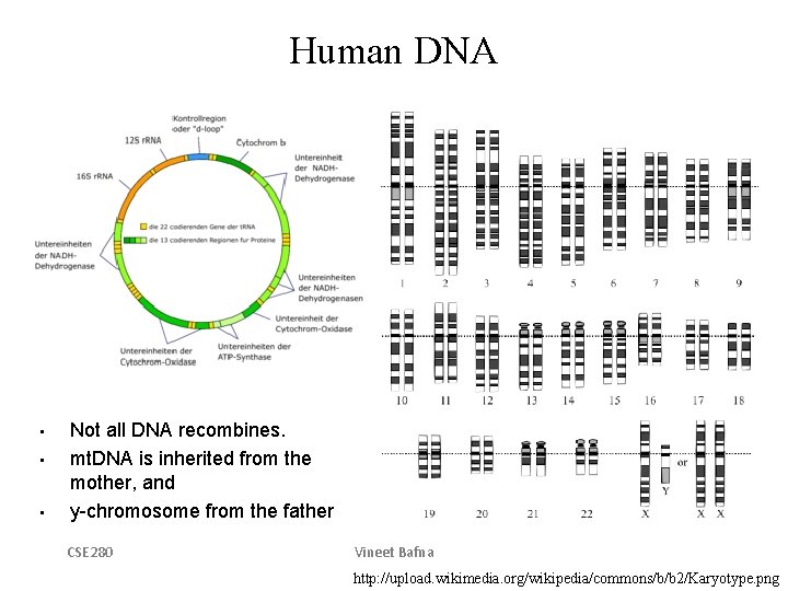 Human DNA • • • Not all DNA recombines. mt. DNA is inherited from