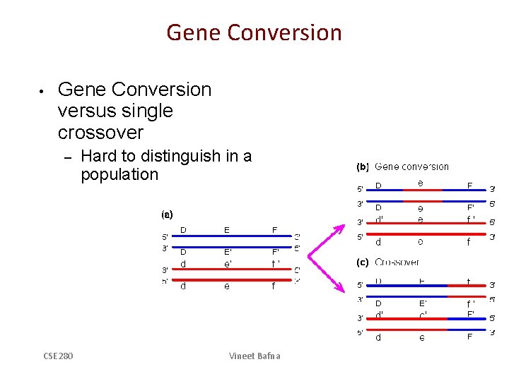 Gene Conversion • Gene Conversion versus single crossover – CSE 280 Hard to distinguish