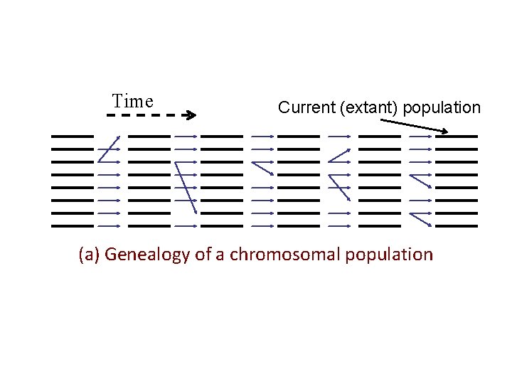 Time Current (extant) population (a) Genealogy of a chromosomal population 