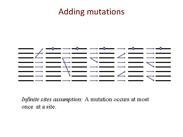 Adding mutations Infinite sites assumption: A mutation occurs at most once at a site.