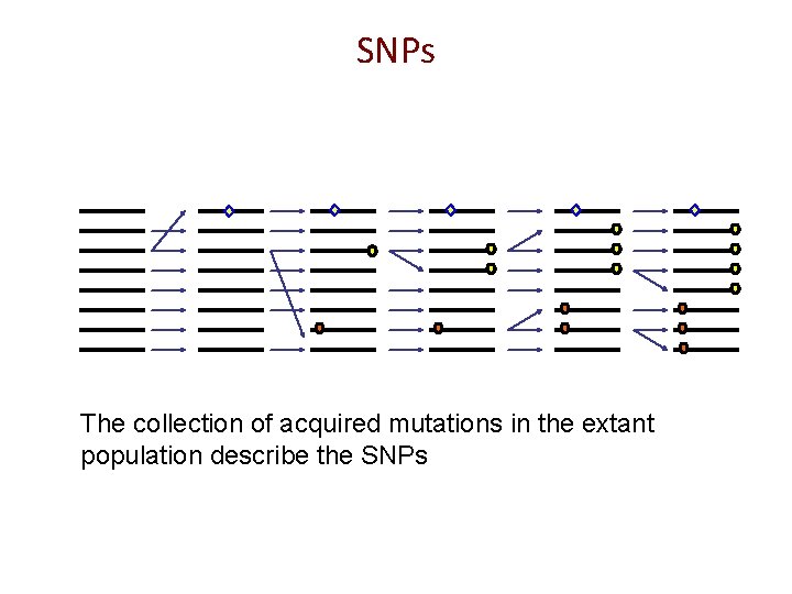 SNPs The collection of acquired mutations in the extant population describe the SNPs 