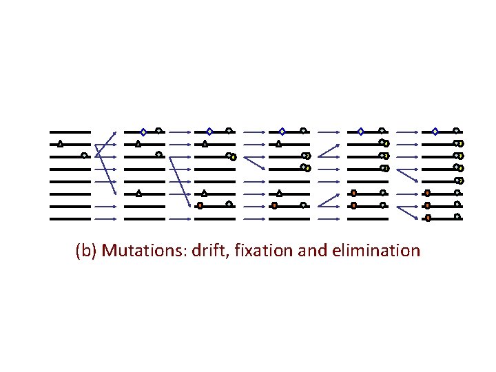 (b) Mutations: drift, fixation and elimination 