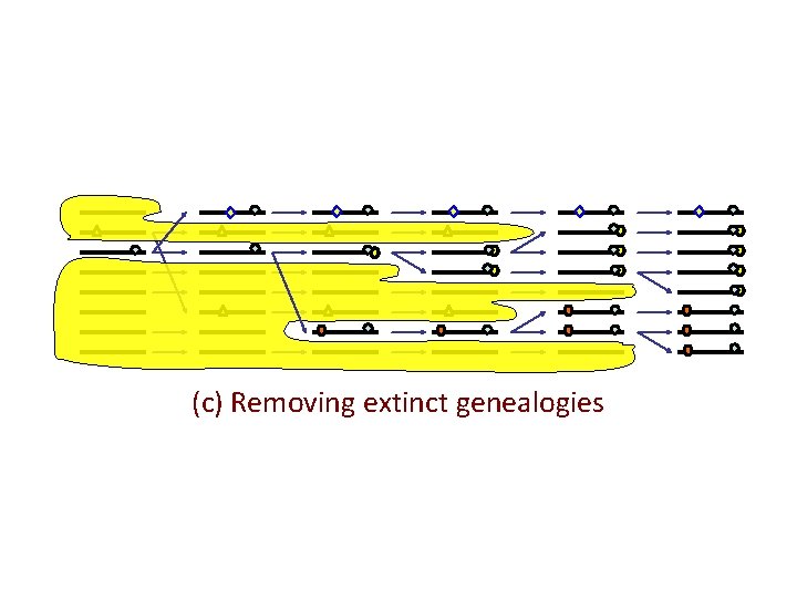(c) Removing extinct genealogies 