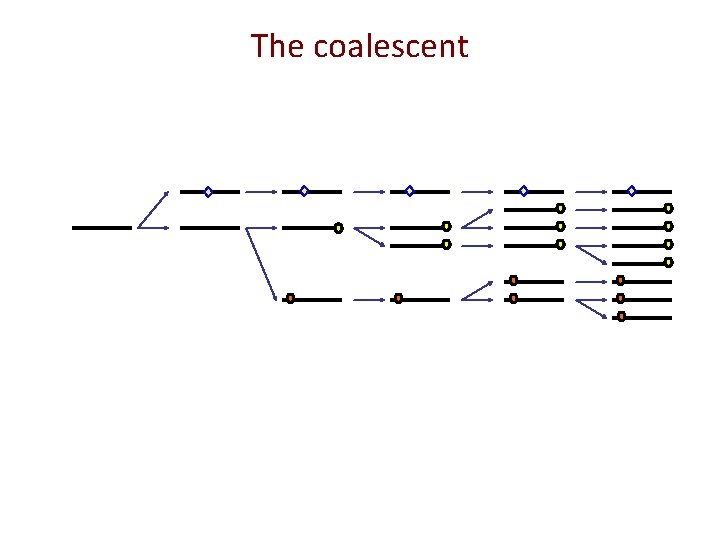 The coalescent 