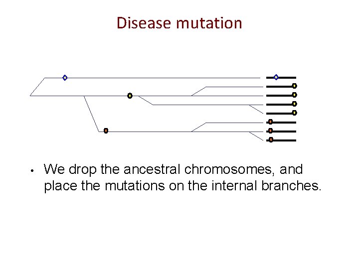 Disease mutation • We drop the ancestral chromosomes, and place the mutations on the