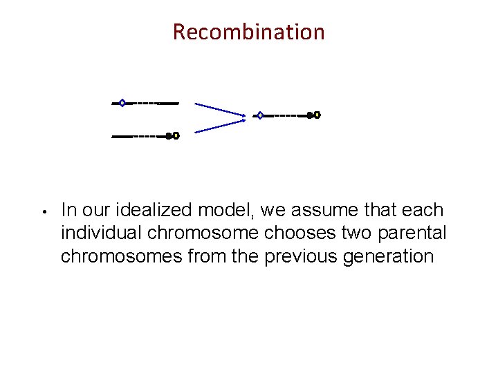 Recombination • In our idealized model, we assume that each individual chromosome chooses two