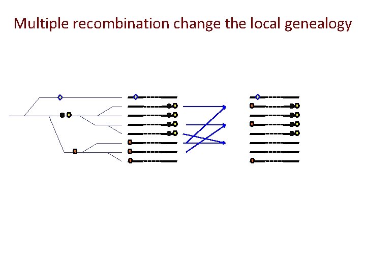 Multiple recombination change the local genealogy 