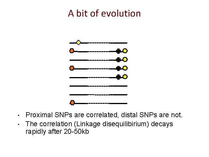 A bit of evolution • • Proximal SNPs are correlated, distal SNPs are not.