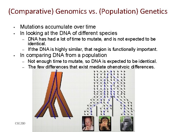 (Comparative) Genomics vs. (Population) Genetics • • Mutations accumulate over time In looking at