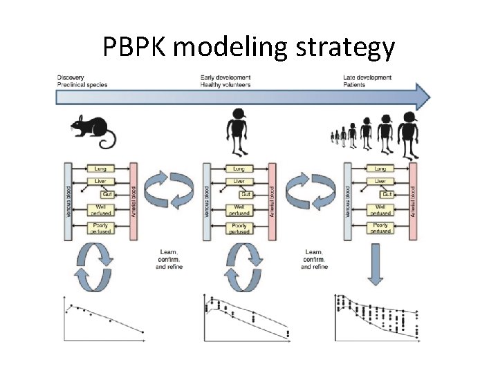 PBPK modeling strategy 