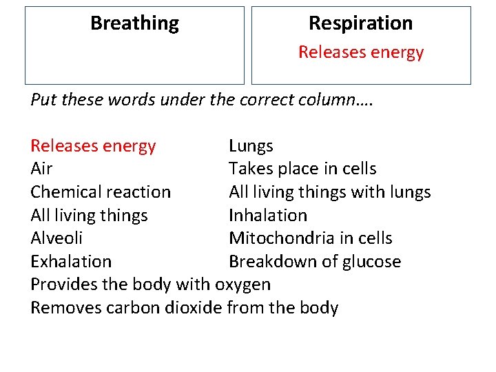 Breathing Respiration Releases energy Put these words under the correct column…. Releases energy Lungs