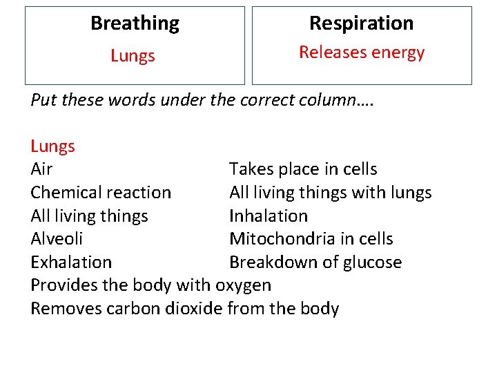 Breathing Respiration Lungs Releases energy Put these words under the correct column…. Lungs Air