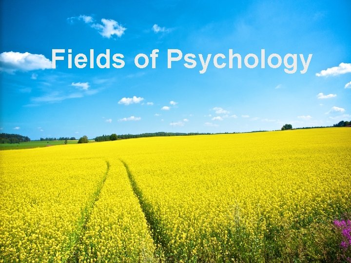 Fields of Psychology 