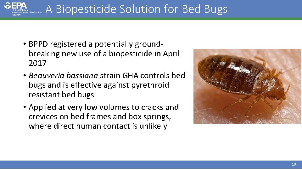 A Biopesticide Solution for Bed Bugs • BPPD registered a potentially groundbreaking new use