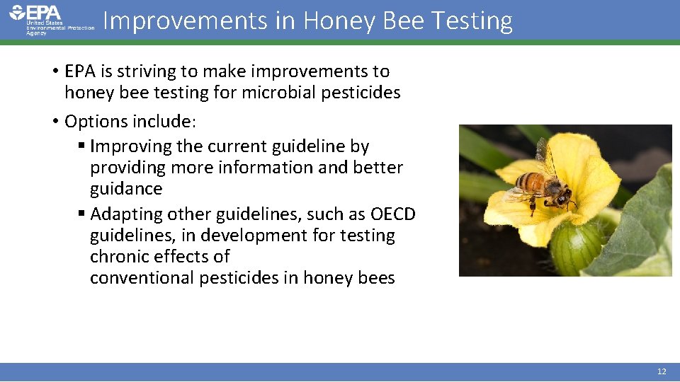 Improvements in Honey Bee Testing • EPA is striving to make improvements to honey