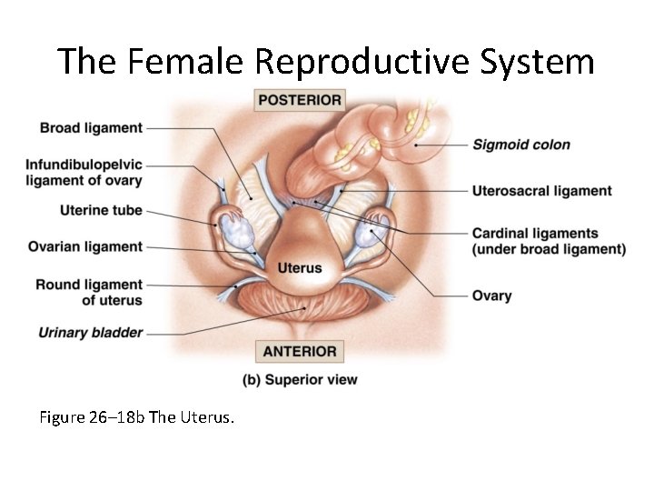 The Female Reproductive System Figure 26– 18 b The Uterus. 