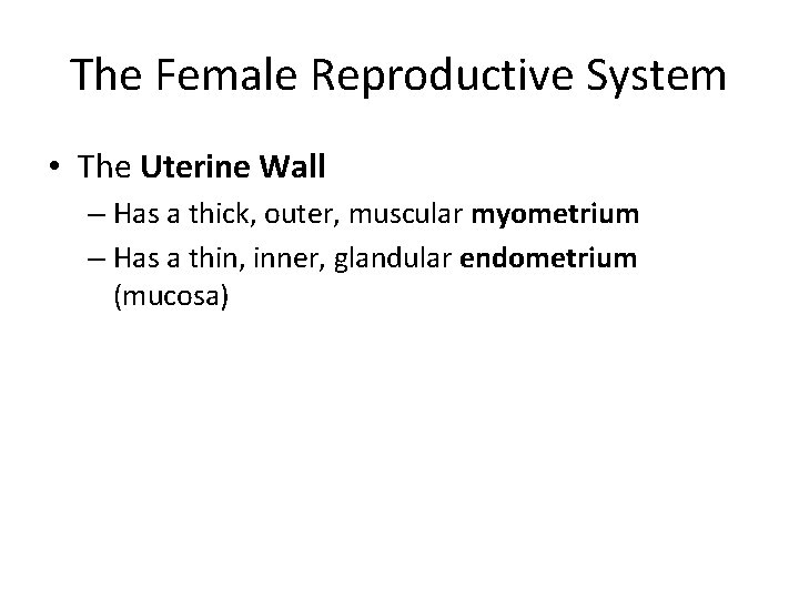 The Female Reproductive System • The Uterine Wall – Has a thick, outer, muscular