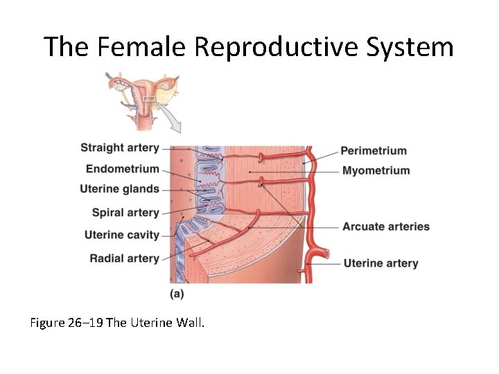 The Female Reproductive System Figure 26– 19 The Uterine Wall. 