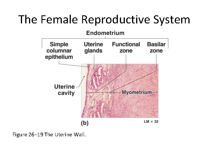 The Female Reproductive System Figure 26– 19 The Uterine Wall. 